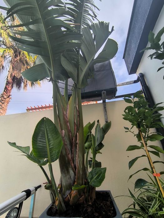 Estrelícia Gigante (Strelitzia Augusta Nicolai)