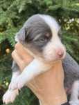 Border collie sunia o umaszczeniu blue tricolor