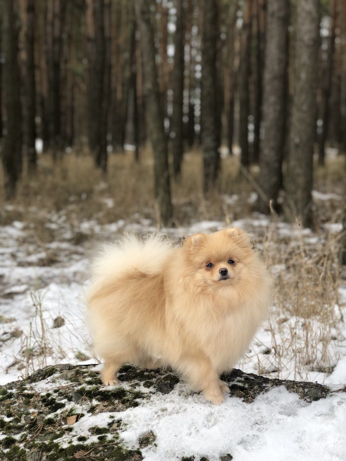 ШПІЦ Померанець Дівчинка