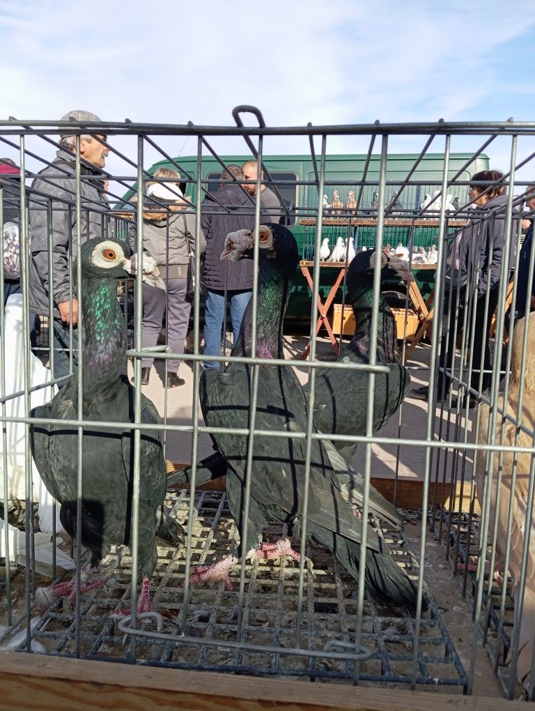 Продам птицю, різних порід.