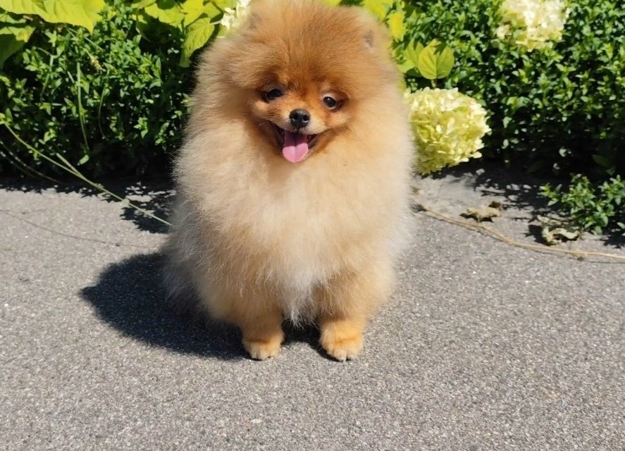 Хлопчик 7 місяців, без браку, КСУ