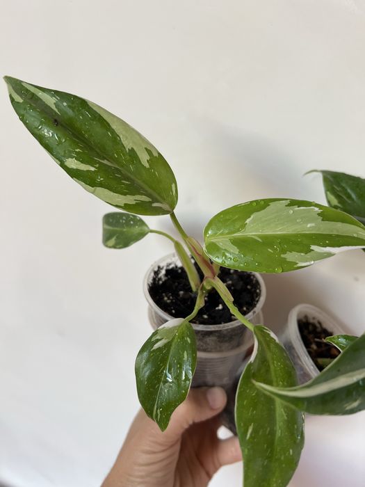 Филодендрон Белая принцеса (White Princess) tricolor