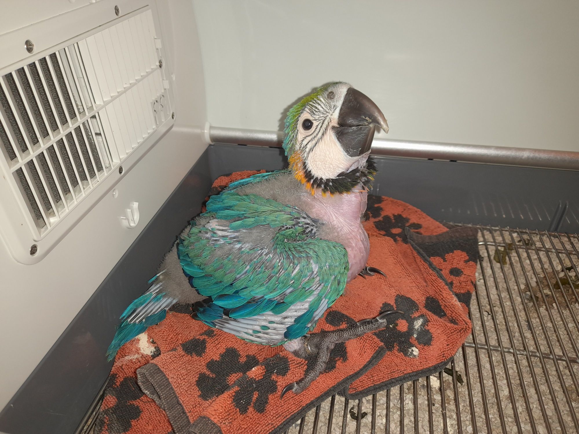 Arara Araurana, Bebé