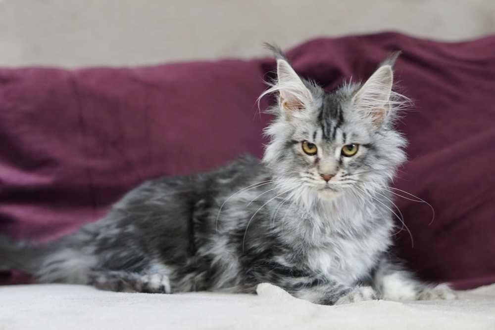 Kotka maine coon