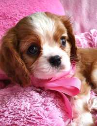 Piesek Cavalier King Charles Spaniel*Piesek* po FCI-Piękny