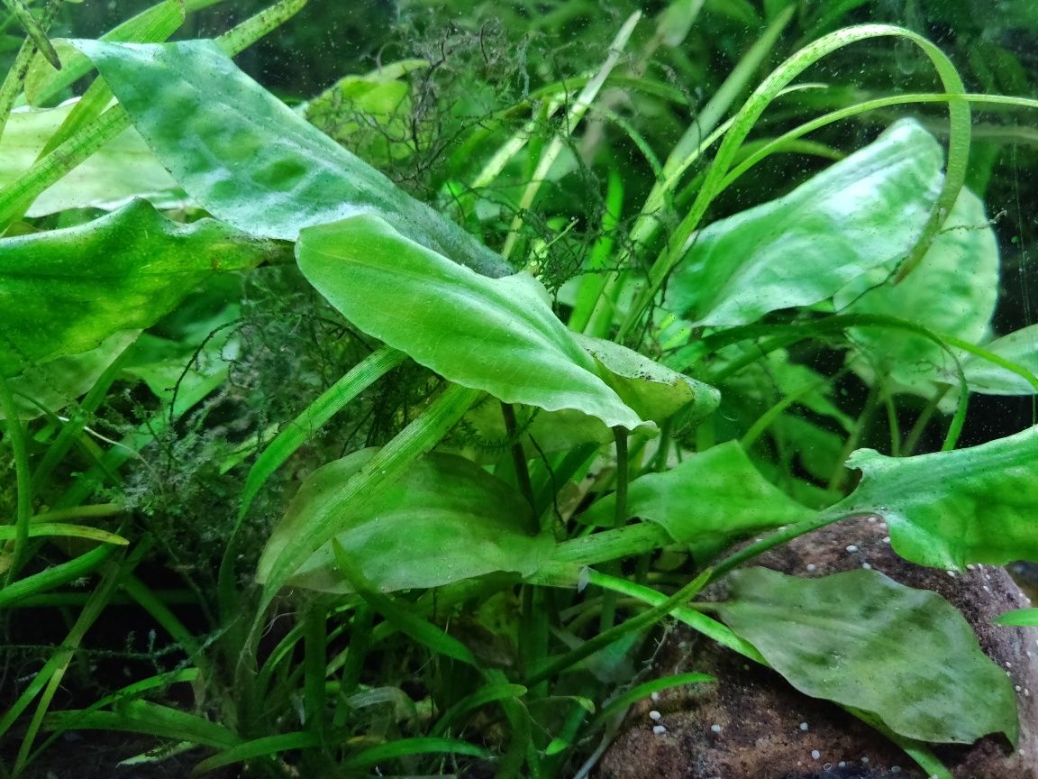 Kryptokoryna, roślina akwariowa, Cryptocoryne pontederiifolia,sadzonka