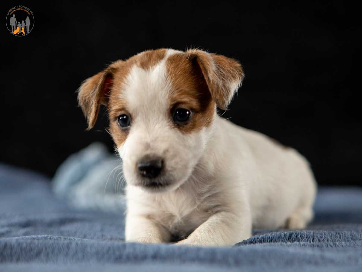 Jack Russell Terrier ZKwP FCI suczka rezerwacja