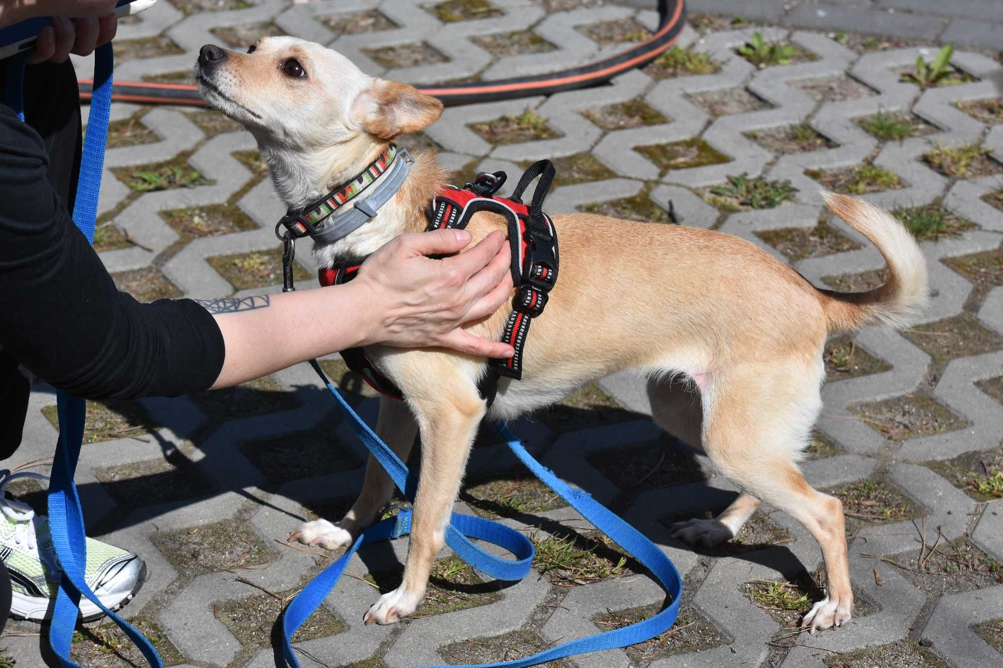 Abi, maleńka sunia 6kg ,  z łańcucha szuka domu.