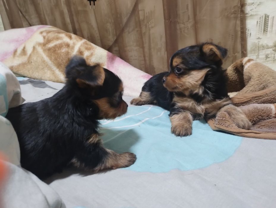 Йоріки цуценята в родину