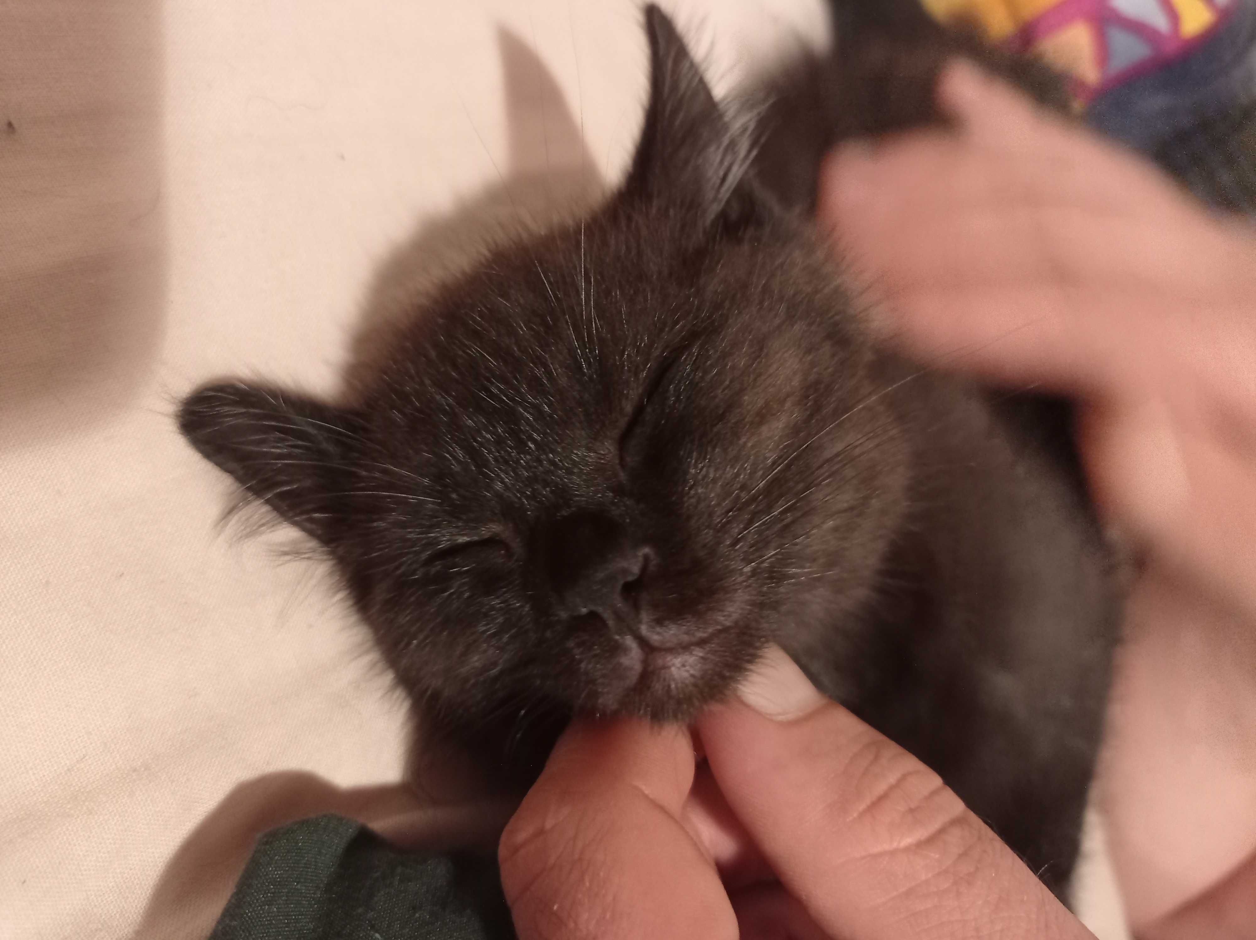 Koty do adopcji -czarne kociaki nie przynoszą pecha :)