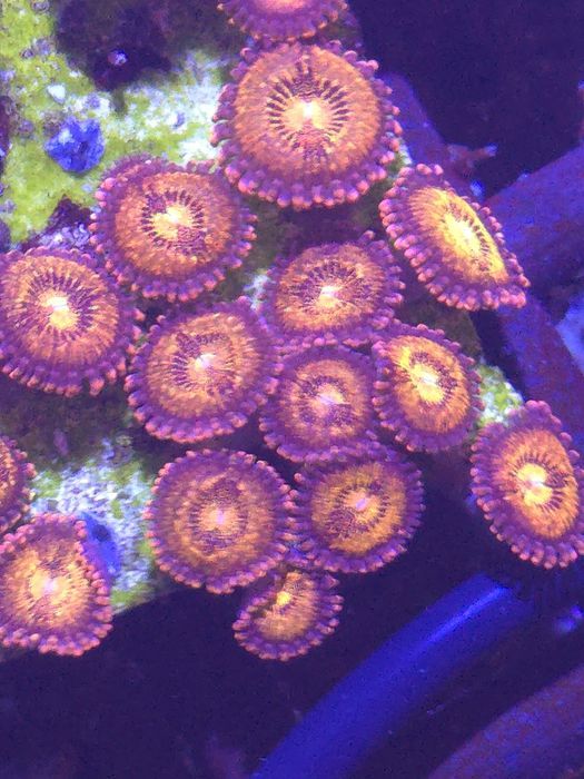 46 Zoanthus Pandora minimum 20 grzybow  WYSYŁKA FLUOLAMPS.PL