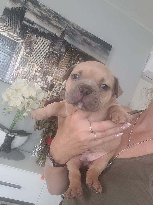 American bully piesek fawn