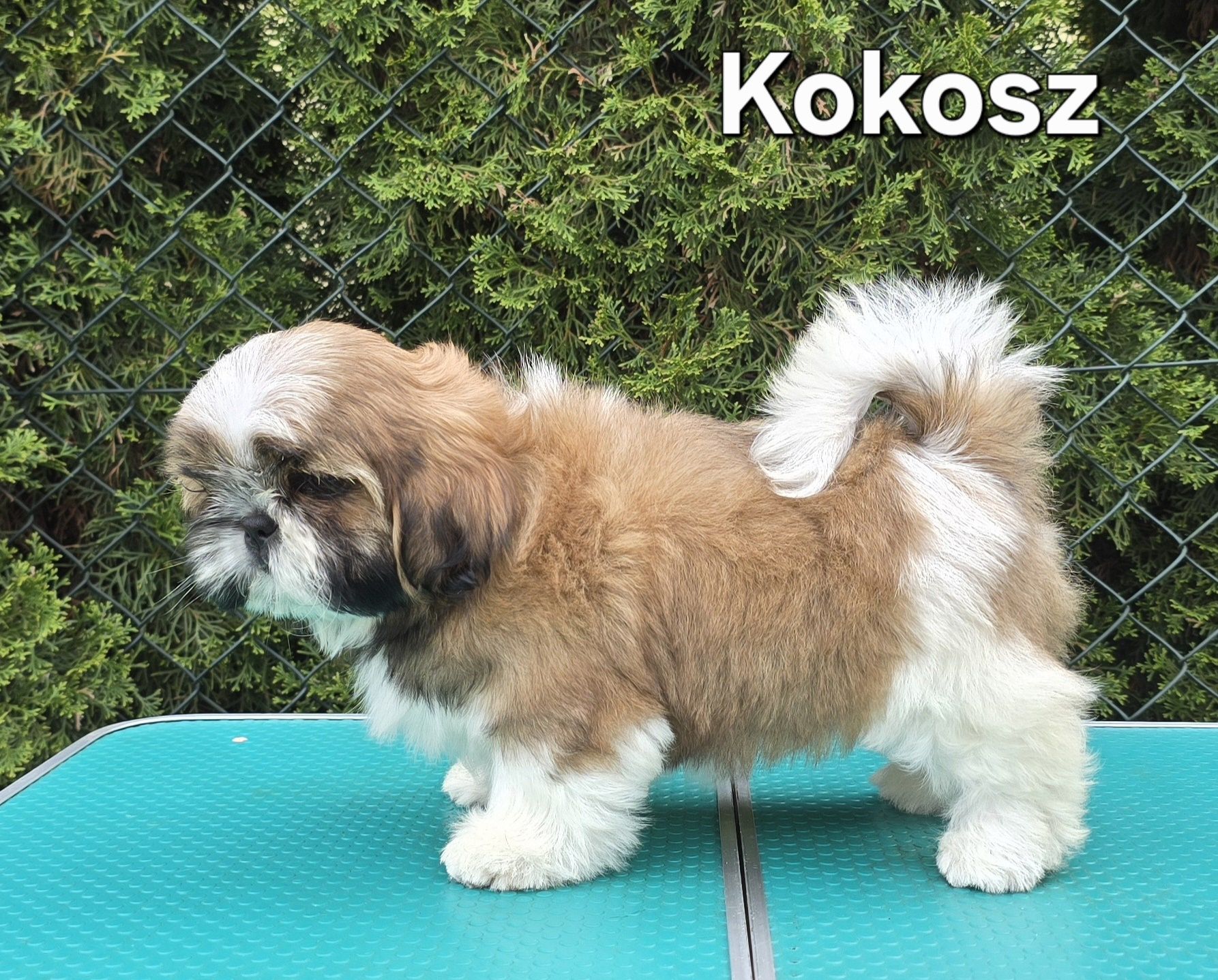Piesek Shih tzu ZKWP