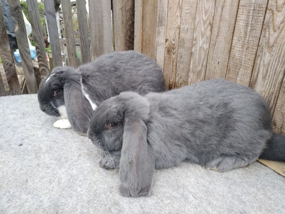 Обмен кроликов на ячмень,овес или пшеницу кукурудзу.