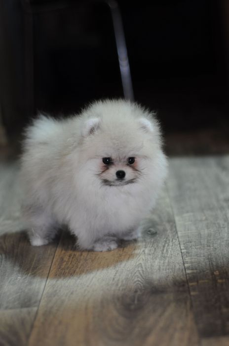 Супер детки, 100% мишки, мини размер