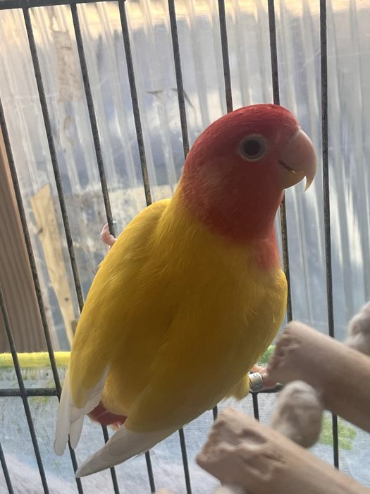 Macho Lutino Roseicollis — reprodutor TOP!