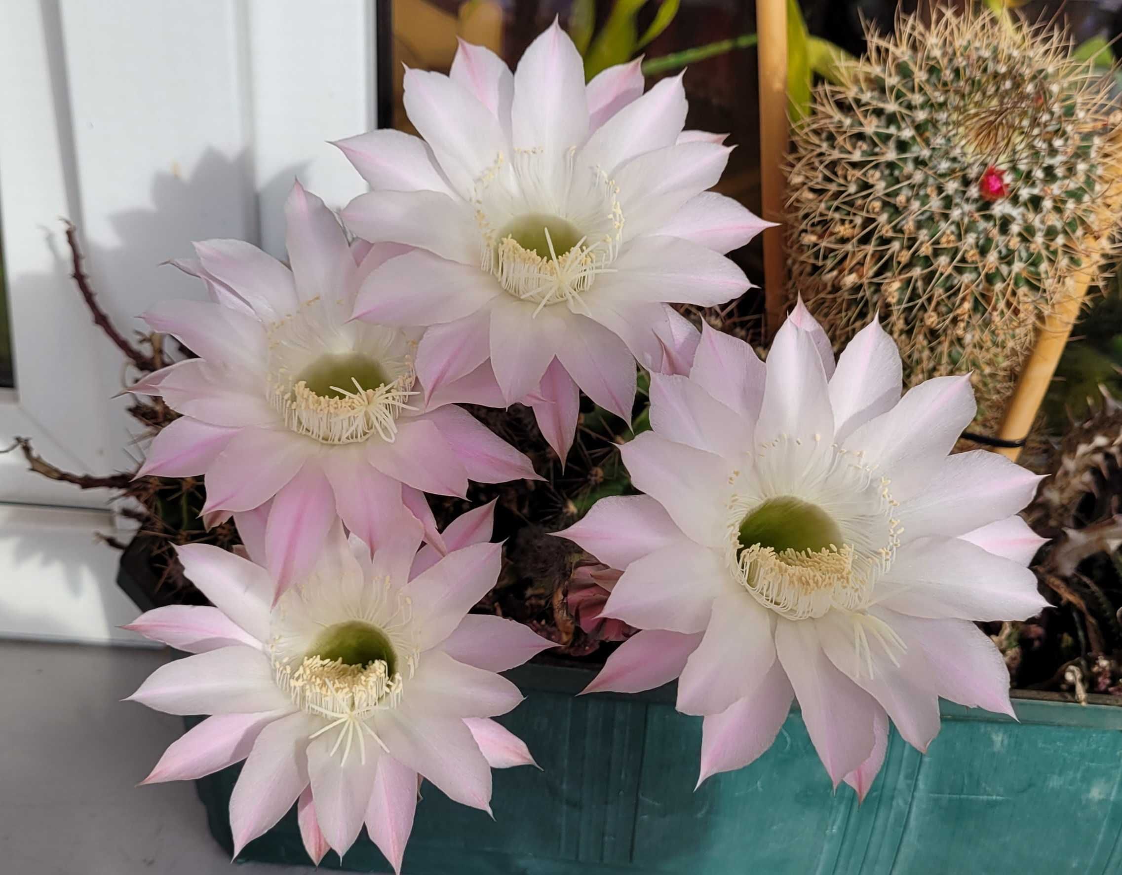 Kaktus z doniczką kwiatki