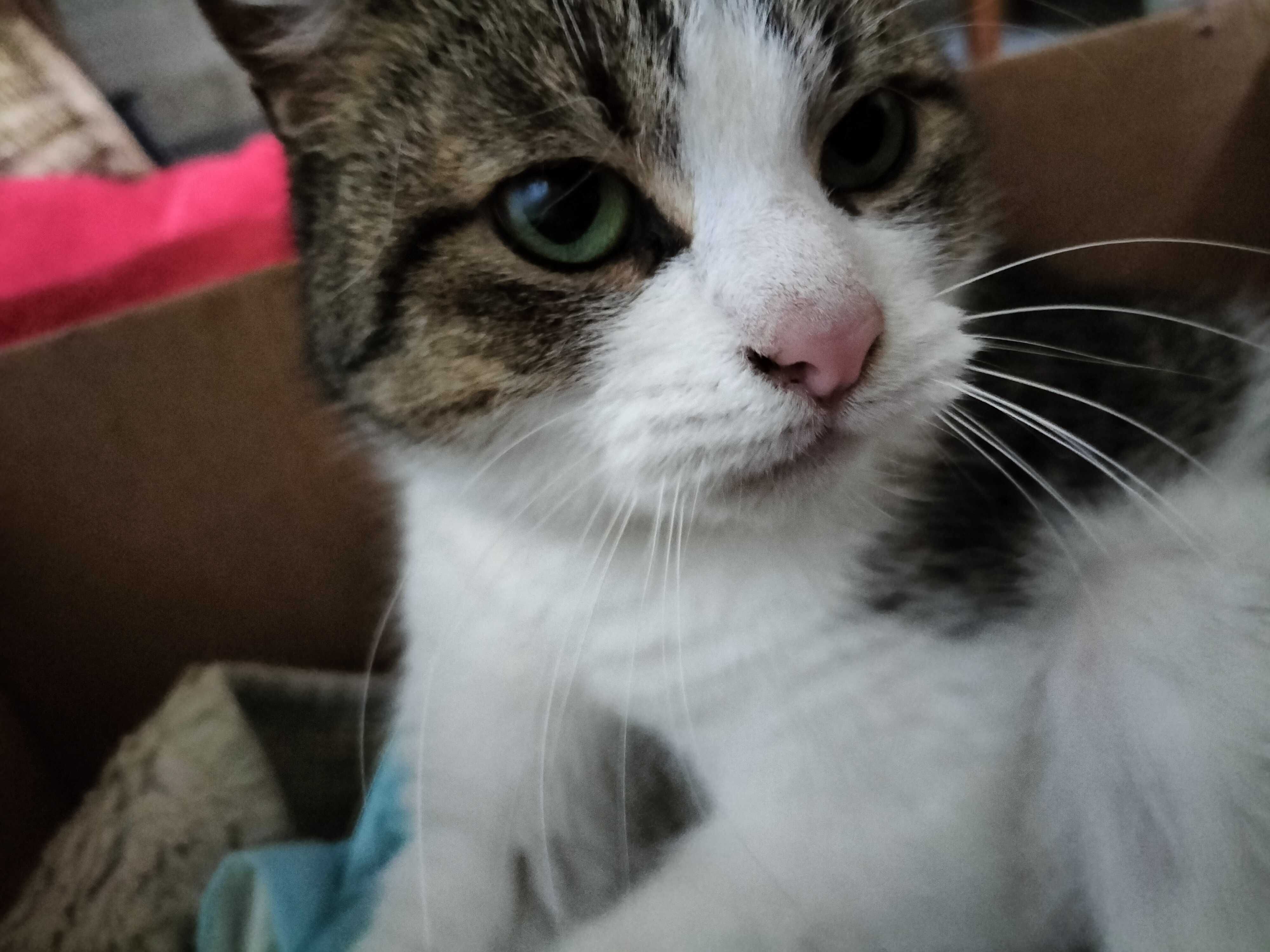 Kot kotka do adopcji Kot szuka domu