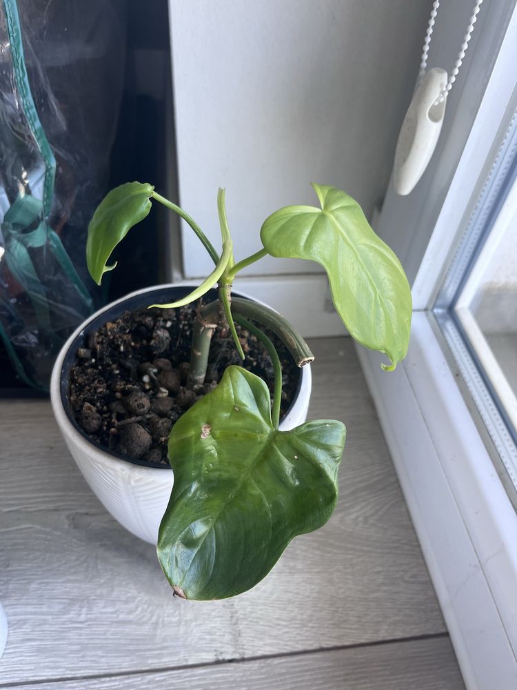 Philodendron Yellow Violin ukorzeniony rosnący kolekcjonerski rzadki