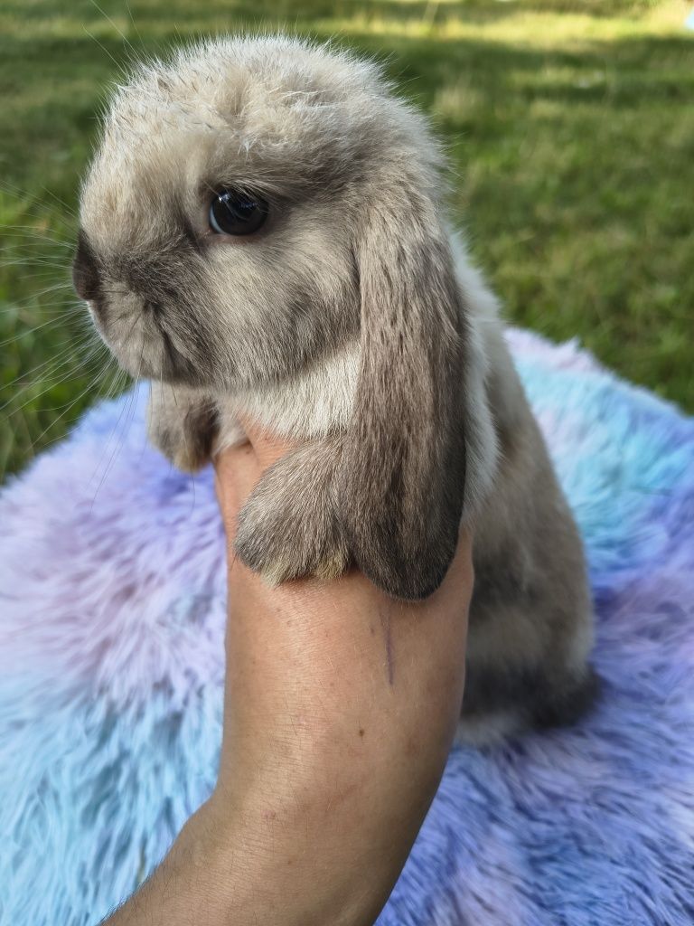 Króliki miniaturki / karzełki / króliczki / mini