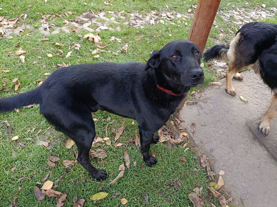 Oddam pieski mieszanice, mama owczarek niemiecki, ojciec duży rasa