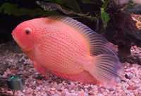 Pielegnica Severum Red samiec ok 20 cm