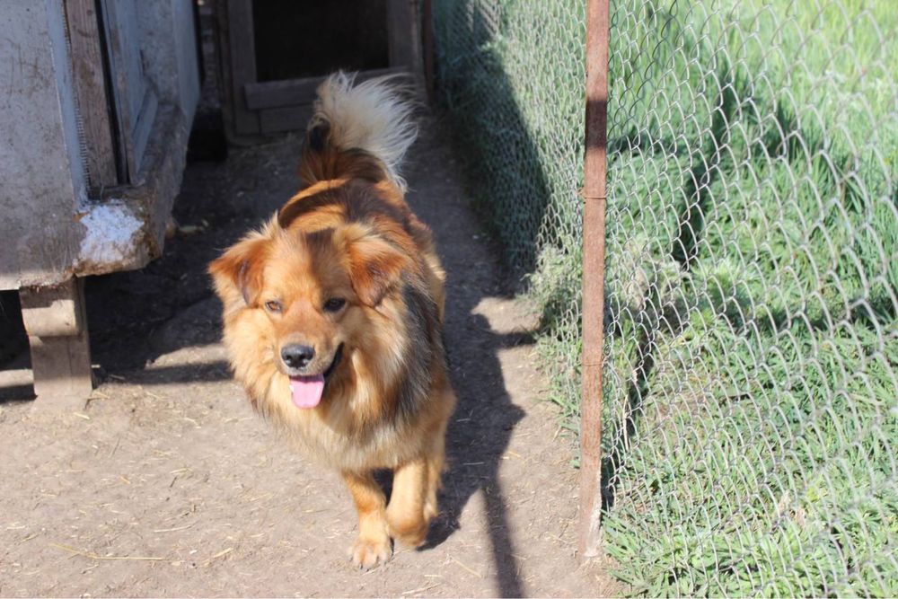 Віддаємо цуценя Лиса