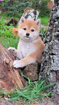 Shiba inu wzorcowa suczka