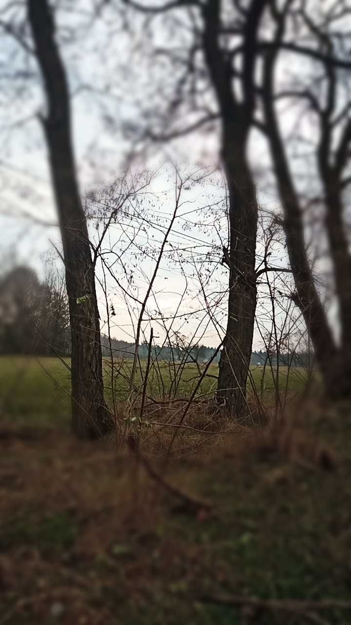 Akacja Robinia- kłody, bale, słupy.