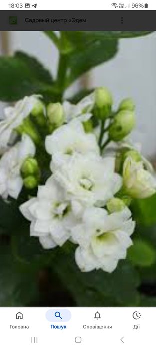 Хлорофітум кучерявий( Бонні).Каланхоє ..