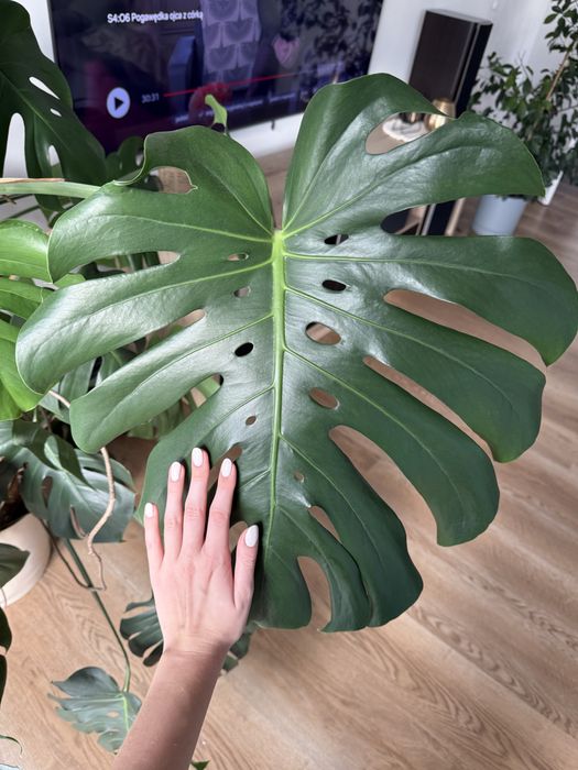 Monstera deliciosa XXL (odbior osobisty)