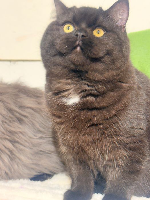 Czekoladowa dziewczynka piękność FPL FIFe