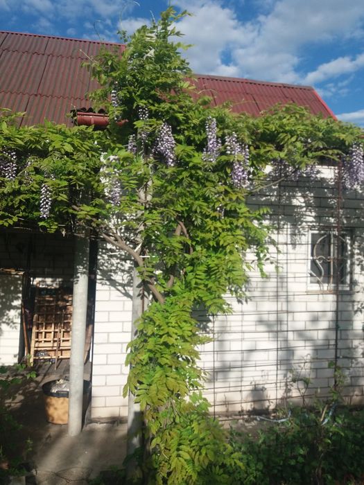 Глициния китайская