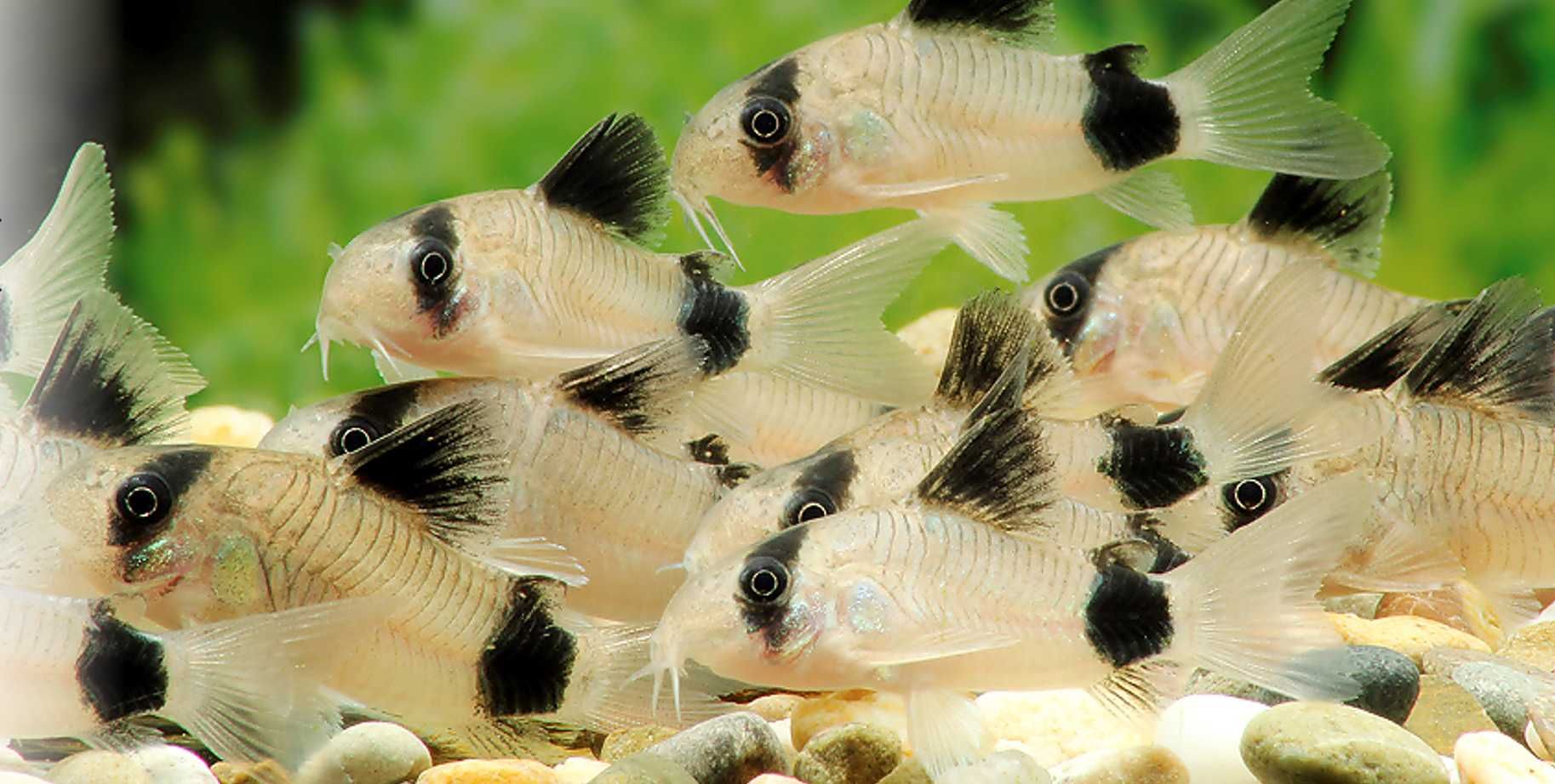 Kirysek panda - Kirys pandowaty - Corydoras panda - dowóz, wysyłka