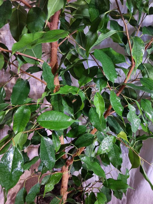 Фикус Бенджамина 1,2м