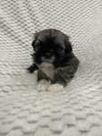 Shih tzu sliczna suczka