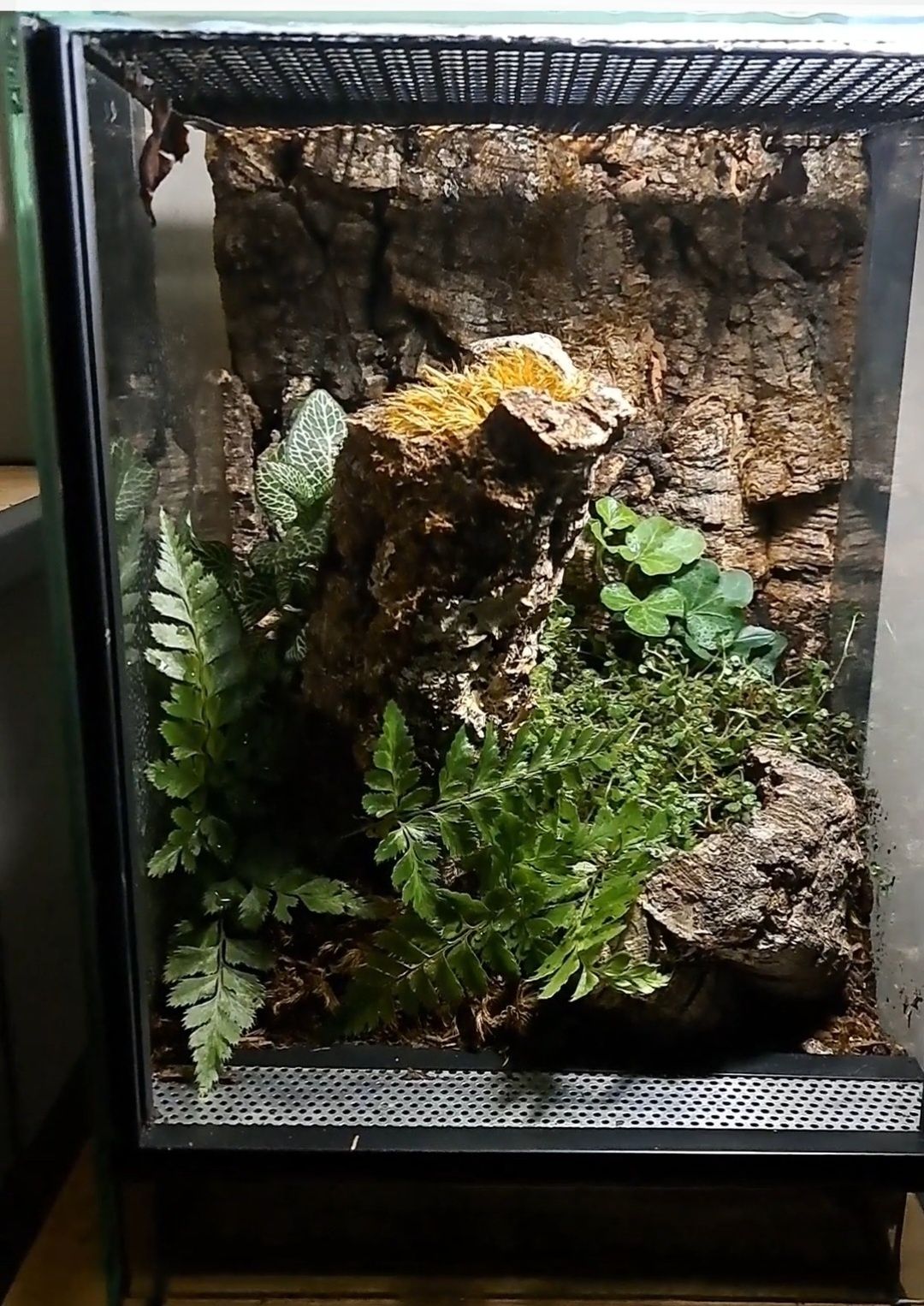Unikalne Żywe Terrarium – leśny klimat do Twojego wnętrza!