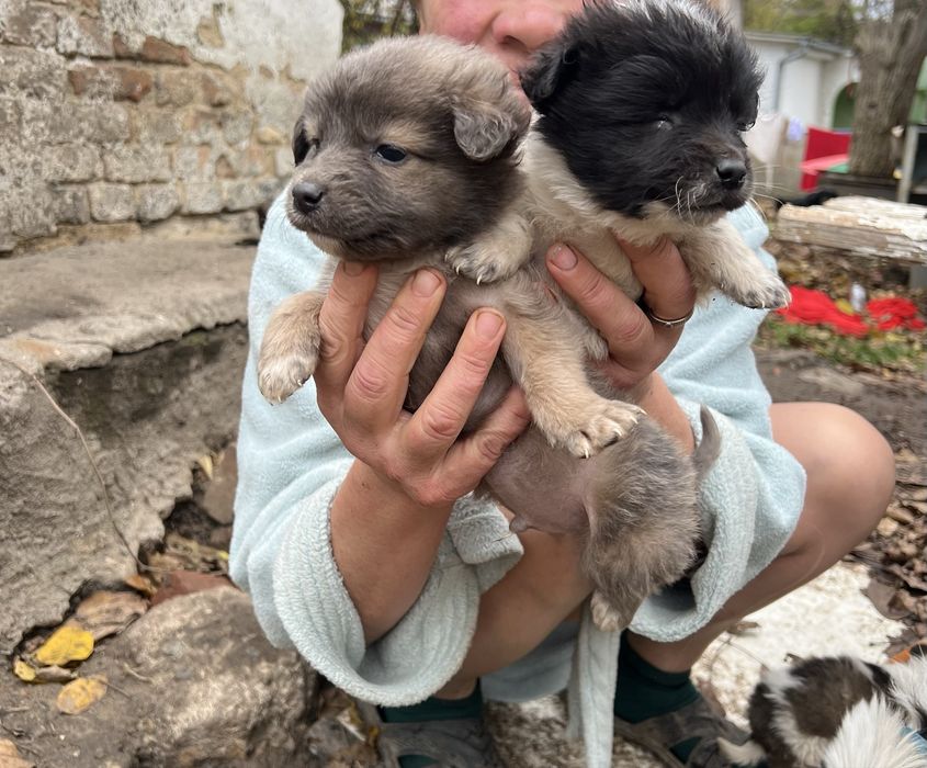 Песики безкоштовно