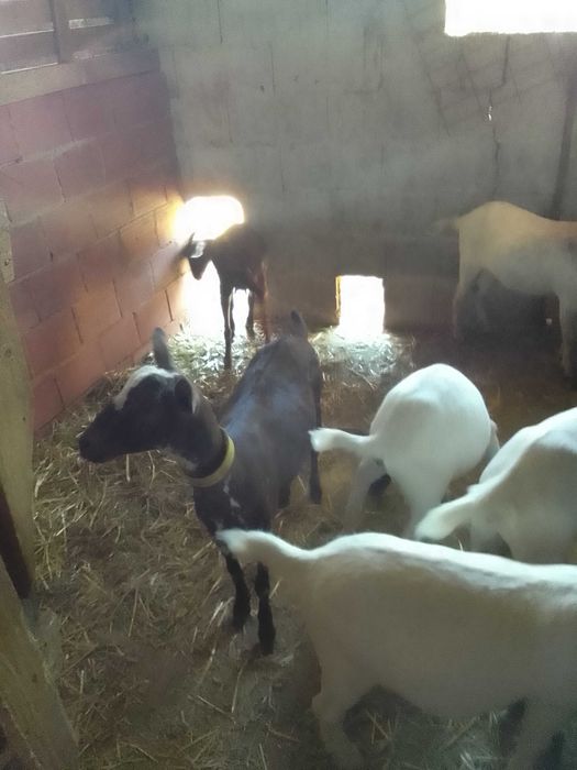 Vendo chibas floridas com 7 e 8 meses