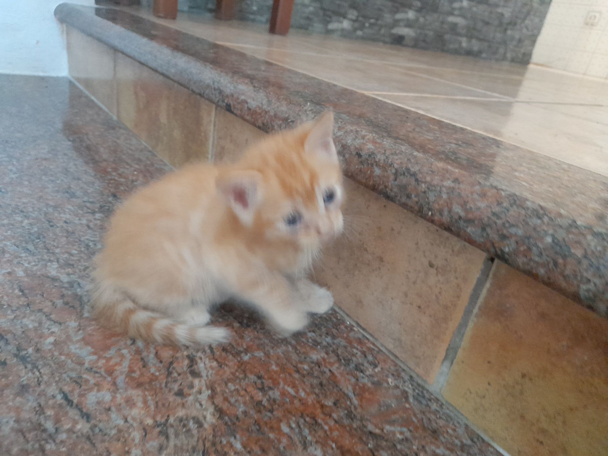 Gatinhos para adopção