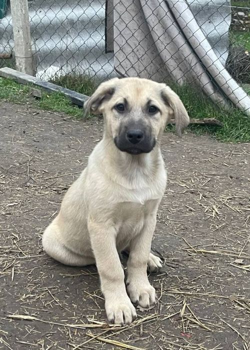 Отдам даром в добрые руки щенков метисы овчарки