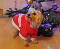 Новогодний рождественский костюм Санты для маленькой собаки