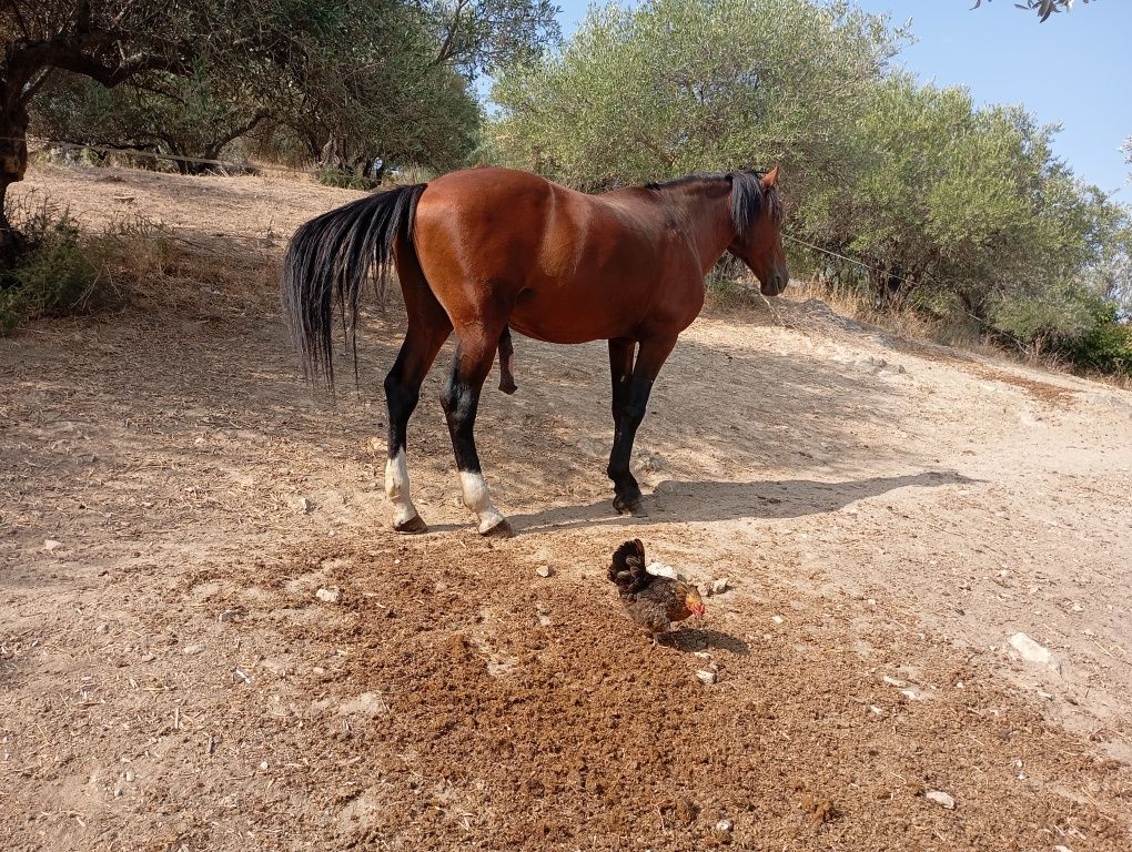 Cavalo lusitano 5*