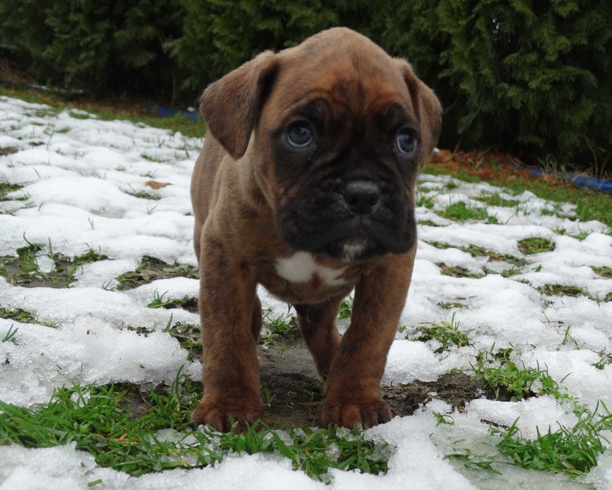 Bokser pręgowany z Rodowodem