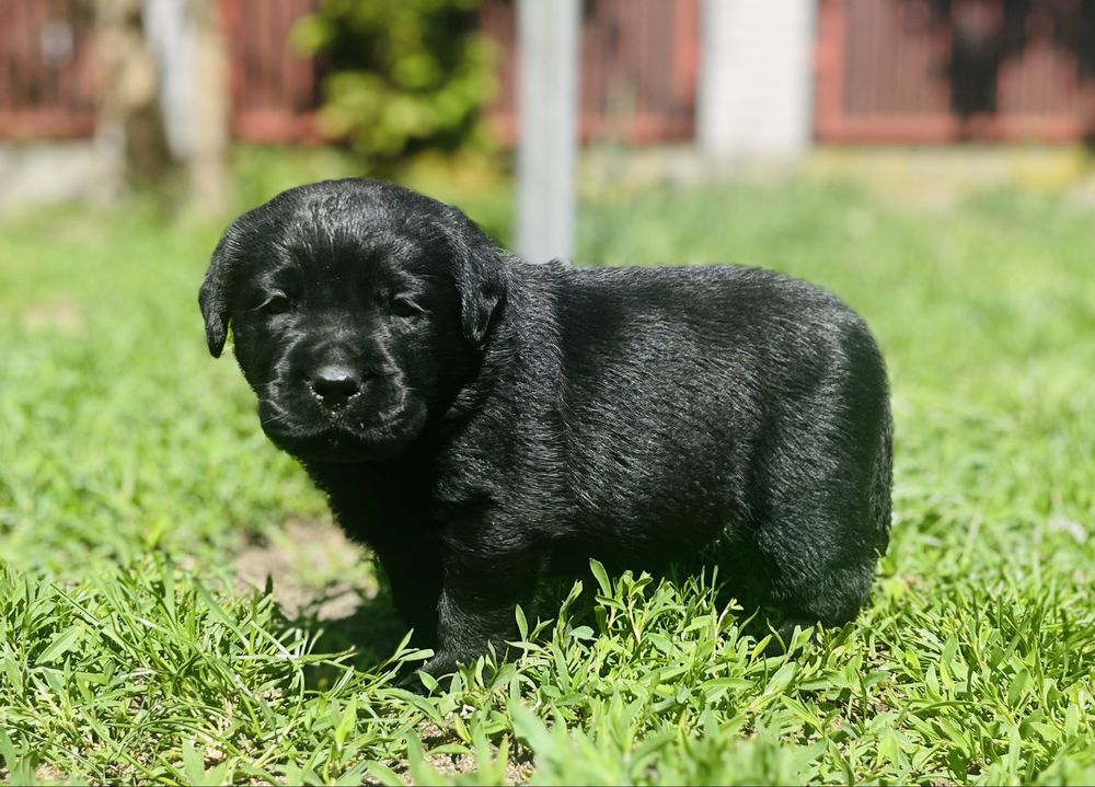 Labrador Retriever piesek ZKwP/FCI