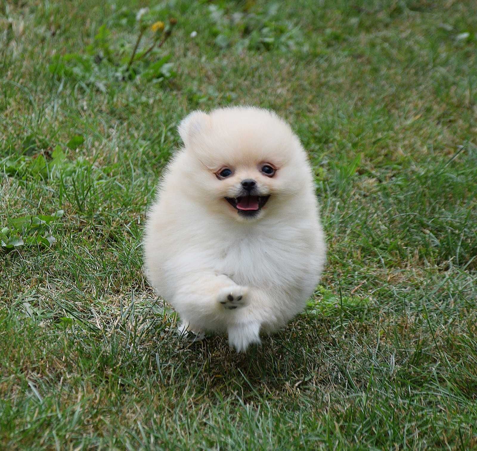 Piesek Pomeranian- Olek- gotowy na kochający dom
