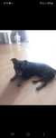 Piesek do adopcji