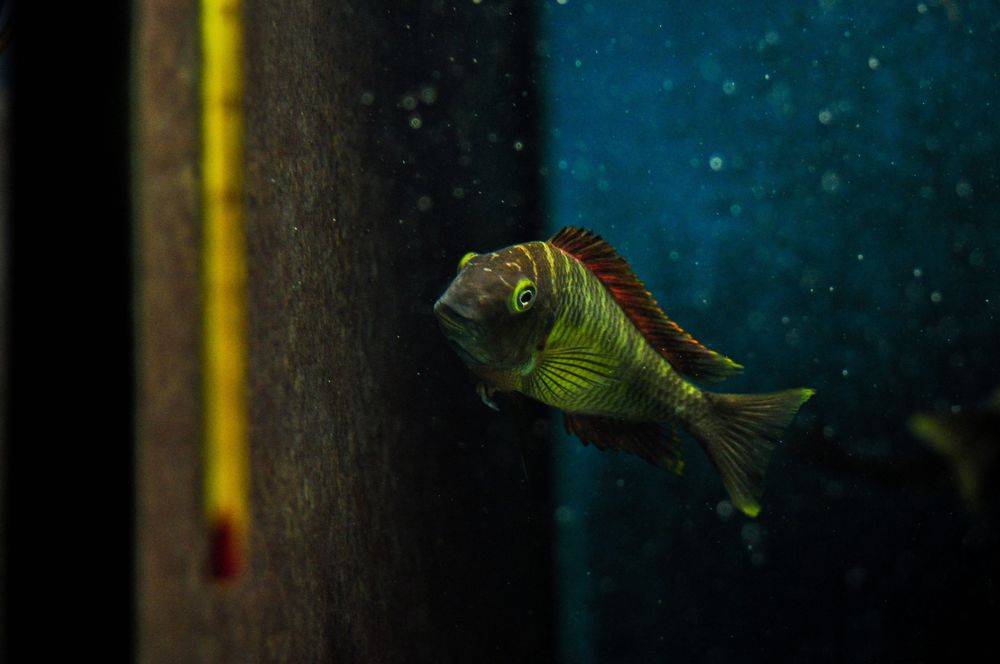 So 25 disponíveis Ciclideos africanos Tropheus kasanga (red rainbow)