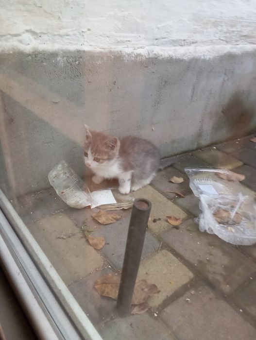 Отдам котят Полтава