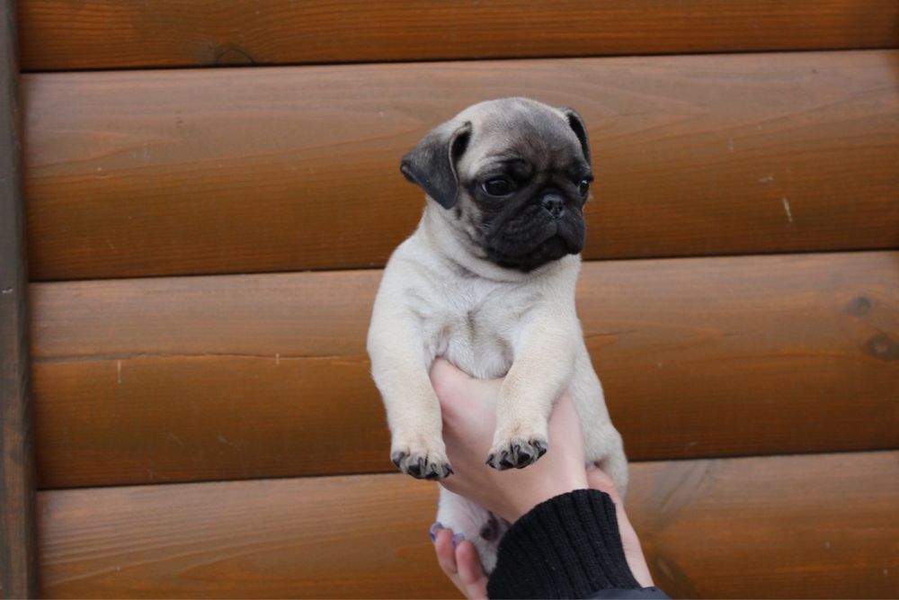 Мопсуни красуни хлопчики мопси